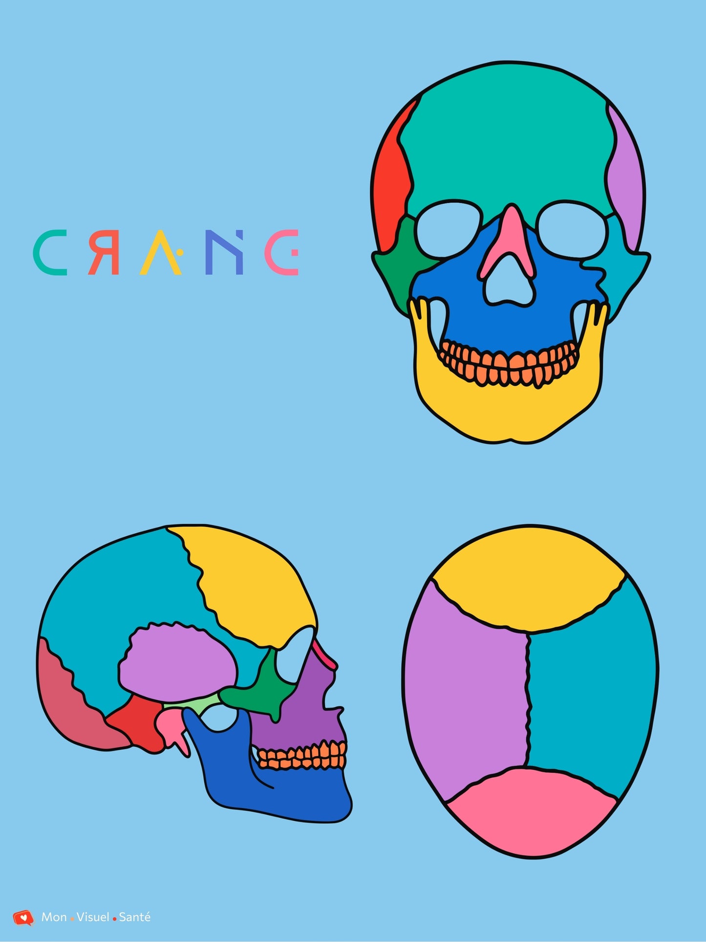Affiche Couleurs Anatomiques - Crâne
