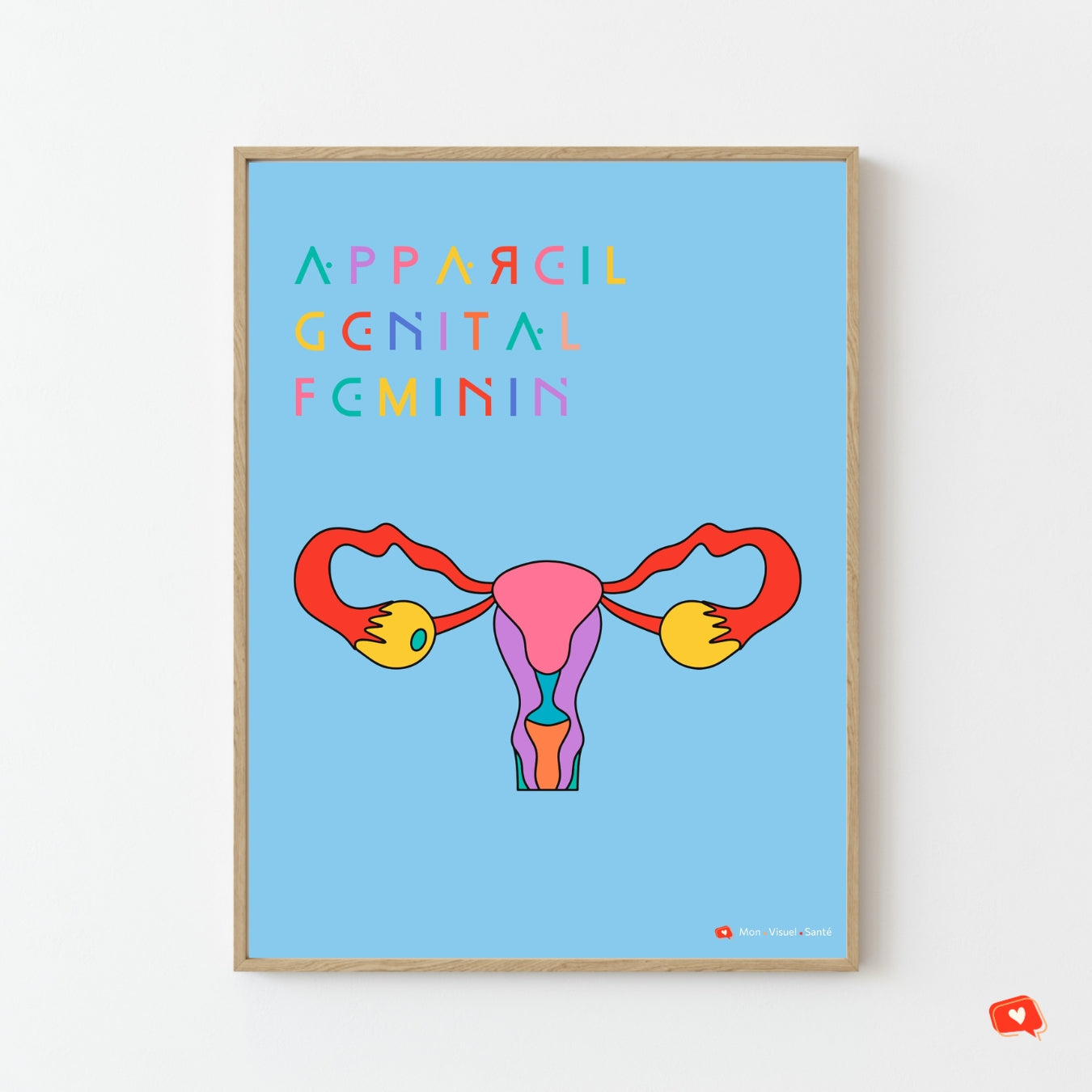 Affiche Couleurs Anatomiques - Appareil Génital Féminin