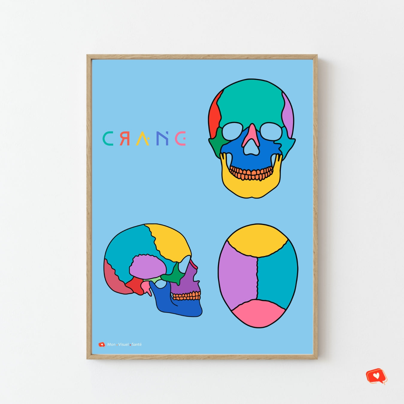 Affiche Couleurs Anatomiques - Crâne