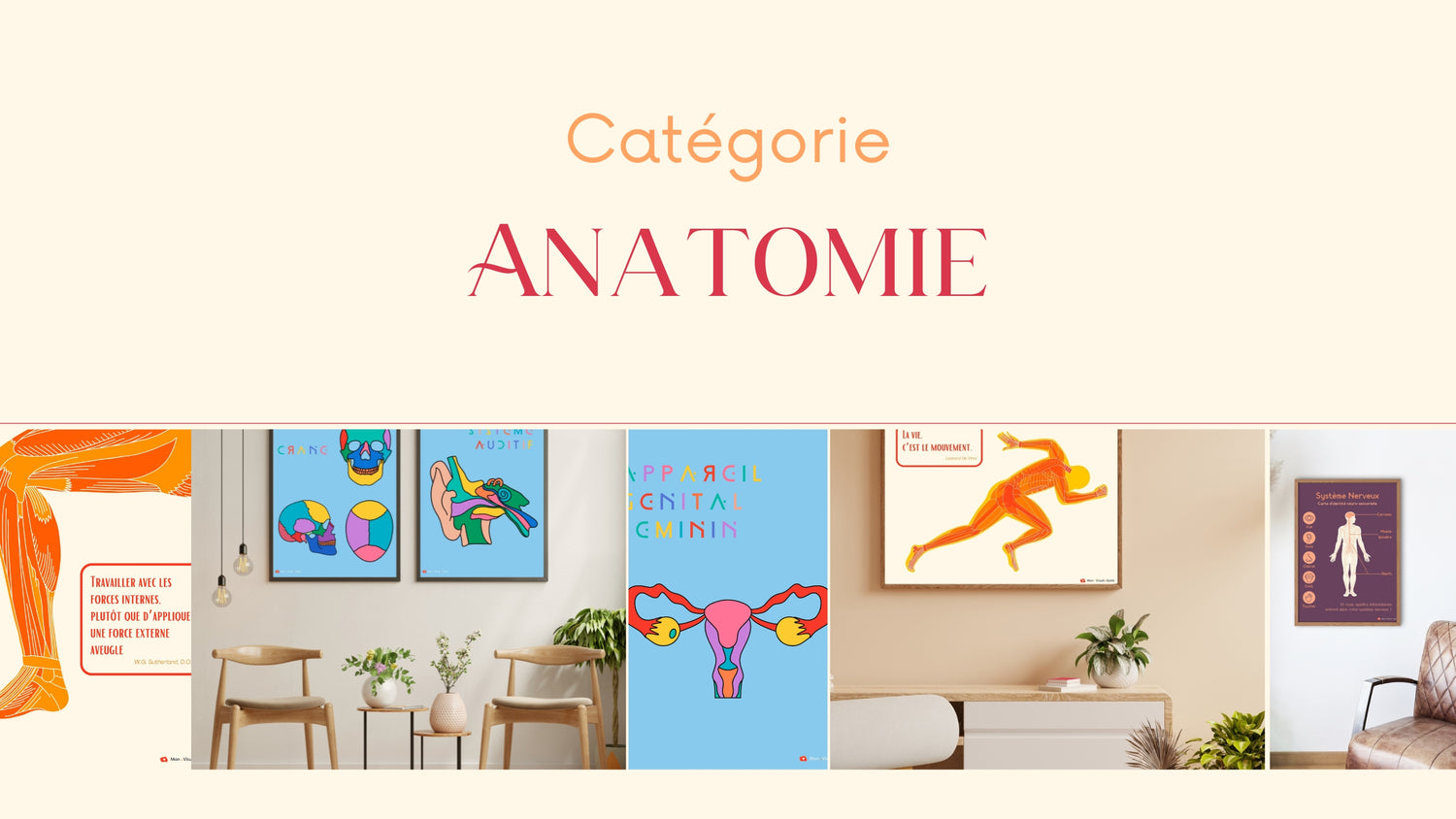 Catégorie | Anatomie