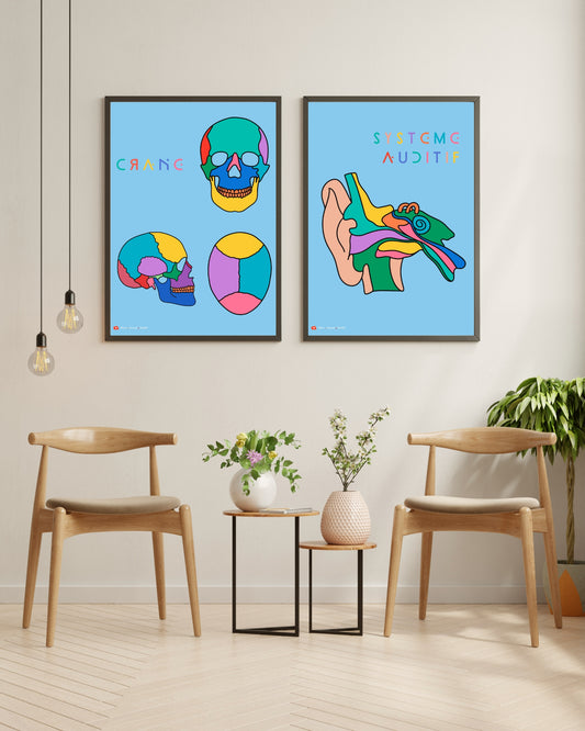 Affiche Couleurs Anatomiques - Système Auditif