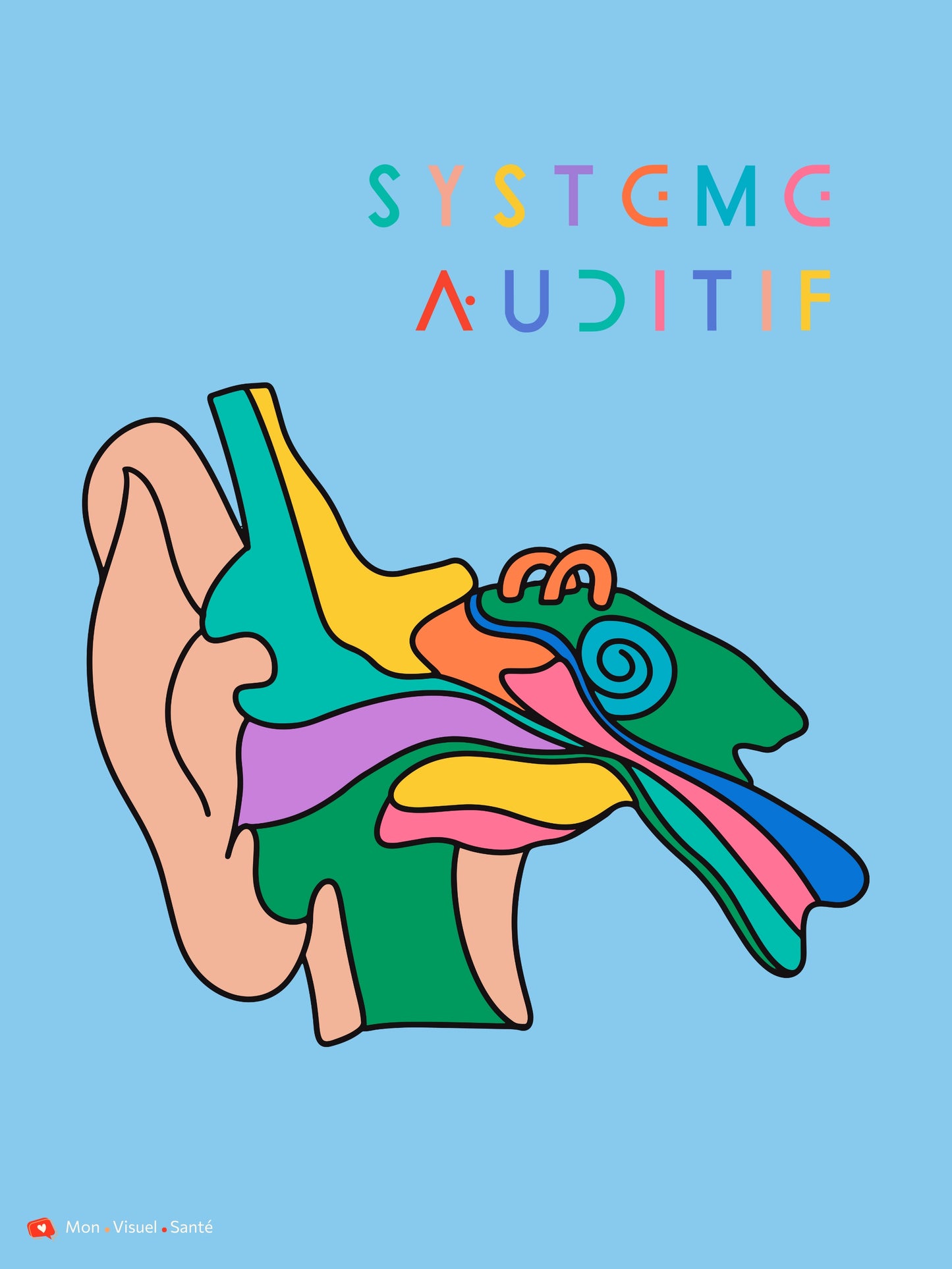 Affiche Couleurs Anatomiques - Système Auditif