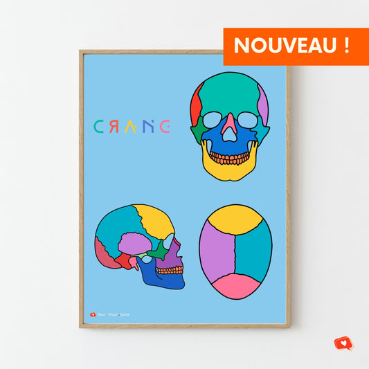 Affiche Couleurs Anatomiques - Crâne